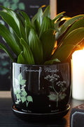 gothic indoor pant pot