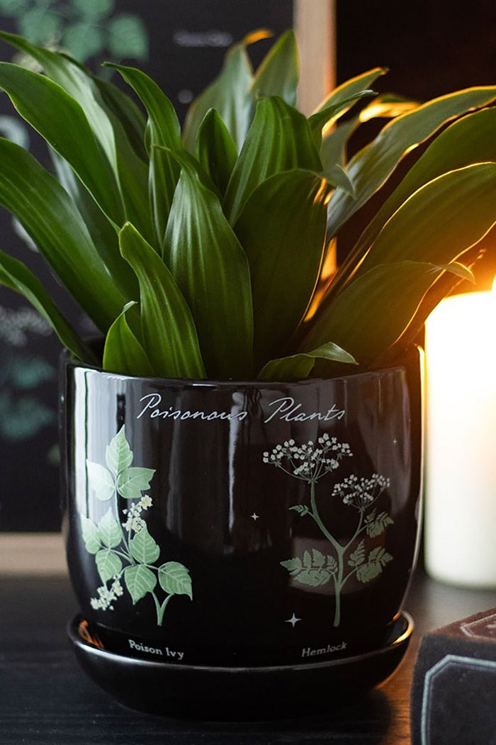 gothic indoor pant pot
